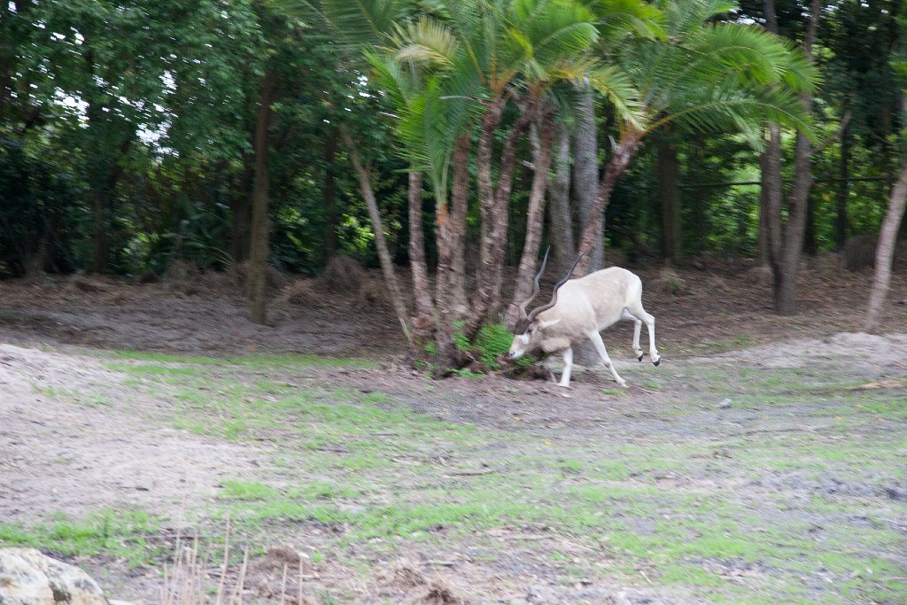 IMG_6847.jpg - This addax needed to wander.